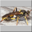 Amblyteles armatorius - Schlupfwespe w01d 14mm - Brocken-Gipfel-1142m-Harz ca-2000 Stueck-fdet02.jpg